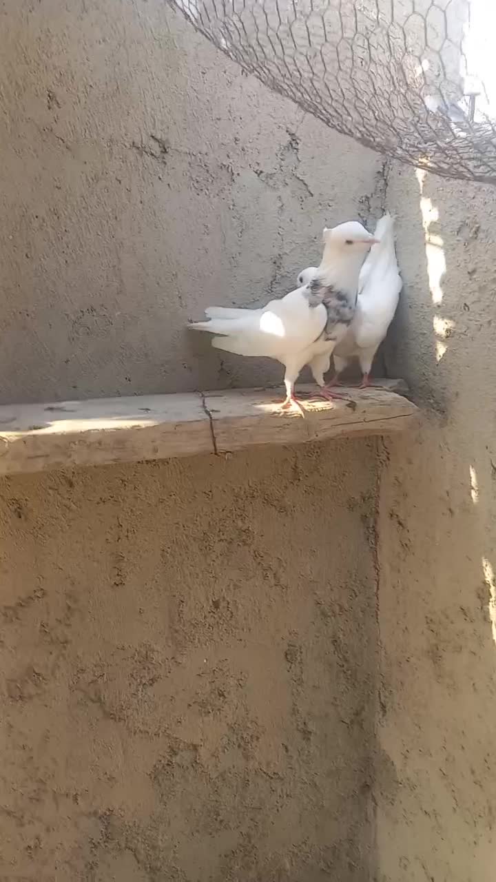 کبوتر|پرنده|شبانکاره, |دیوار