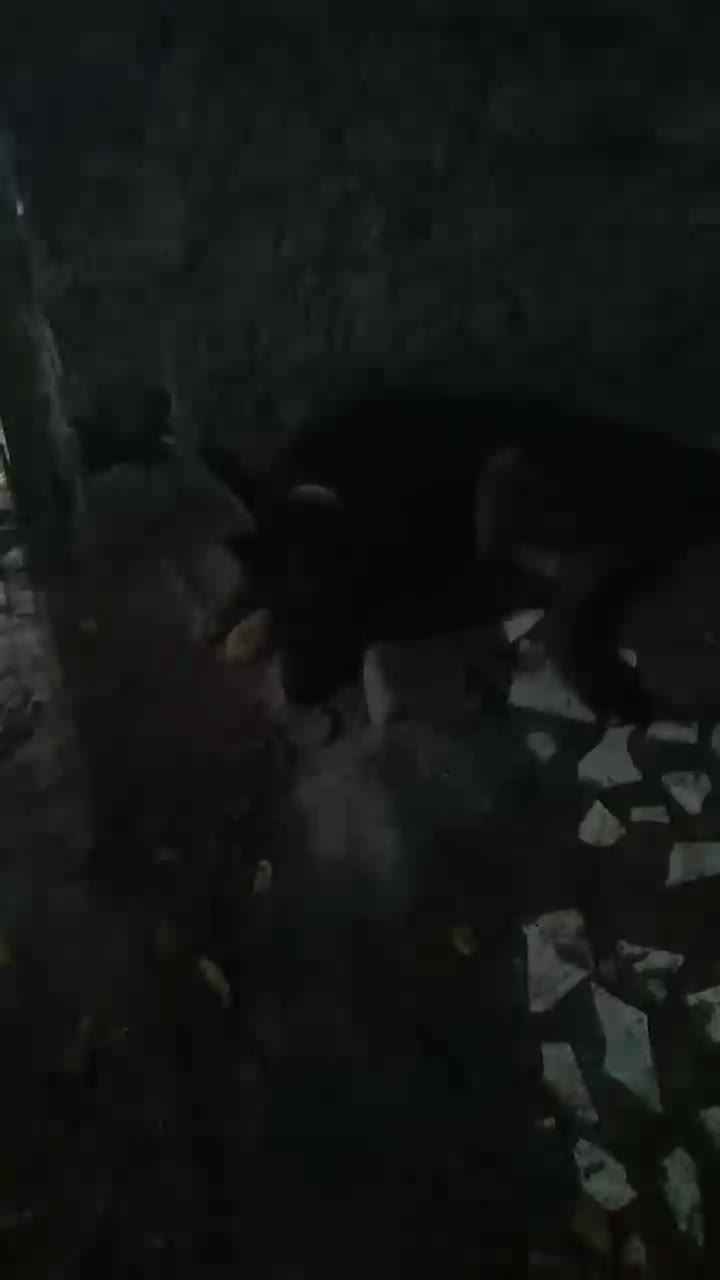 فروش یه قلاده سگ ژرمن ماده|سگ|سیاهکل, |دیوار