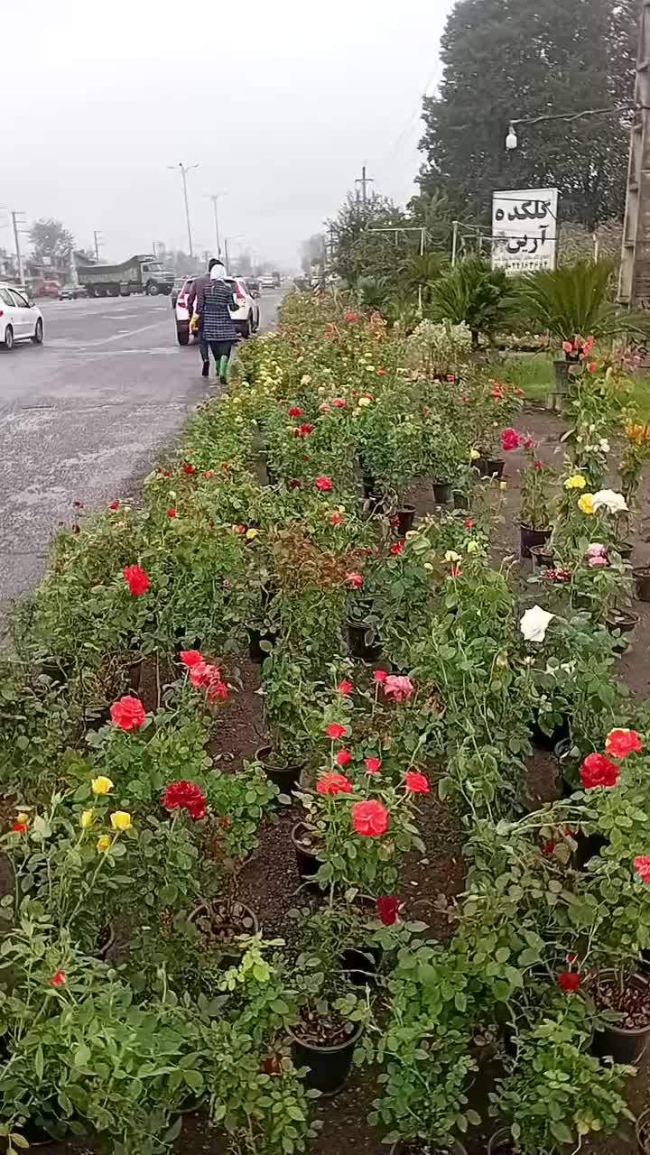 فیکوس،لاوسون،پتوس،رزلوکس|گل و گیاه طبیعی|رشت, حومه رشت|دیوار