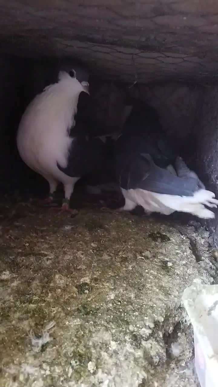 ساده پولکی|پرنده|بیرجند, |دیوار