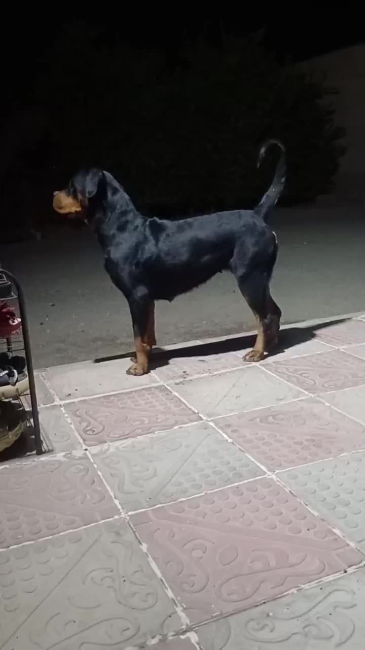 واگذاری روتفایلر|سگ|فورگ, |دیوار