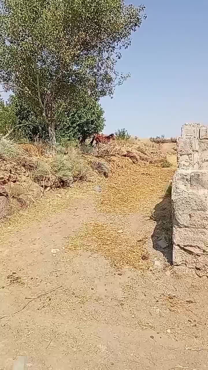 اسب|اسب و تجهیزات اسب‌سواری|گرمی, |دیوار