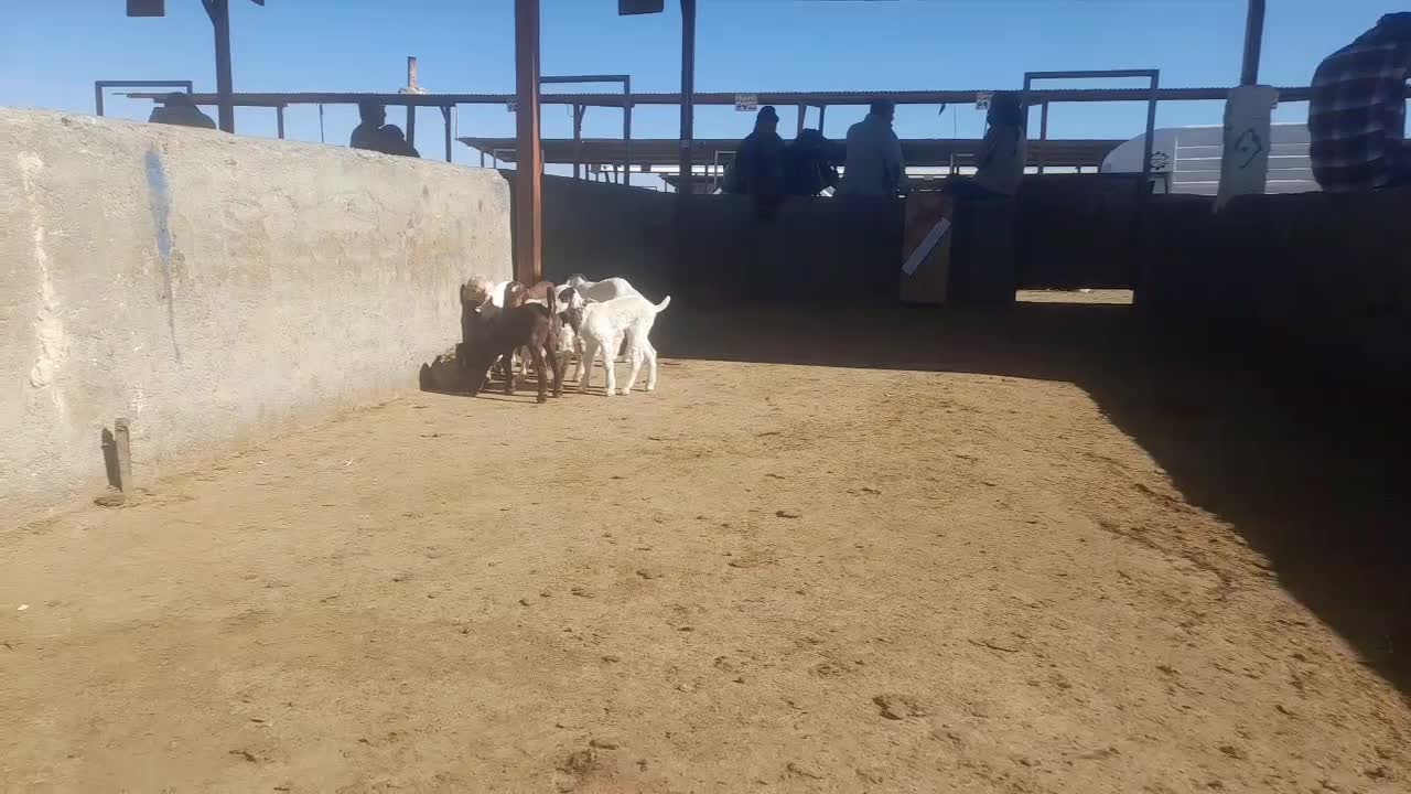 بره وبزغاله شیری|حیوانات مزرعه|تربت‌حیدریه, فردوسی جنوبی|دیوار