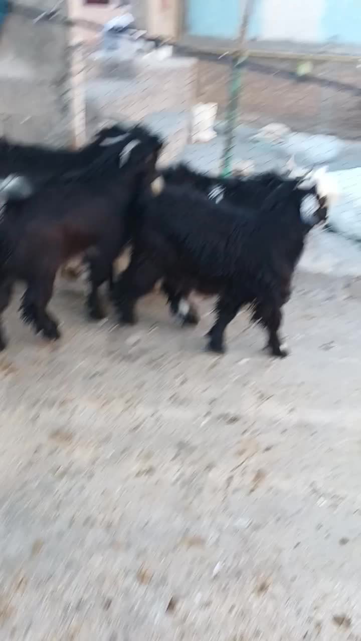 ۴ عدد بزغاله نر|حیوانات مزرعه|شیروان (لرستان), |دیوار