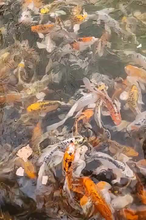 بزرگ ترین سالن تکثیرماهی کوی|ماهی|نجف‌آباد, ویلاشهر|دیوار