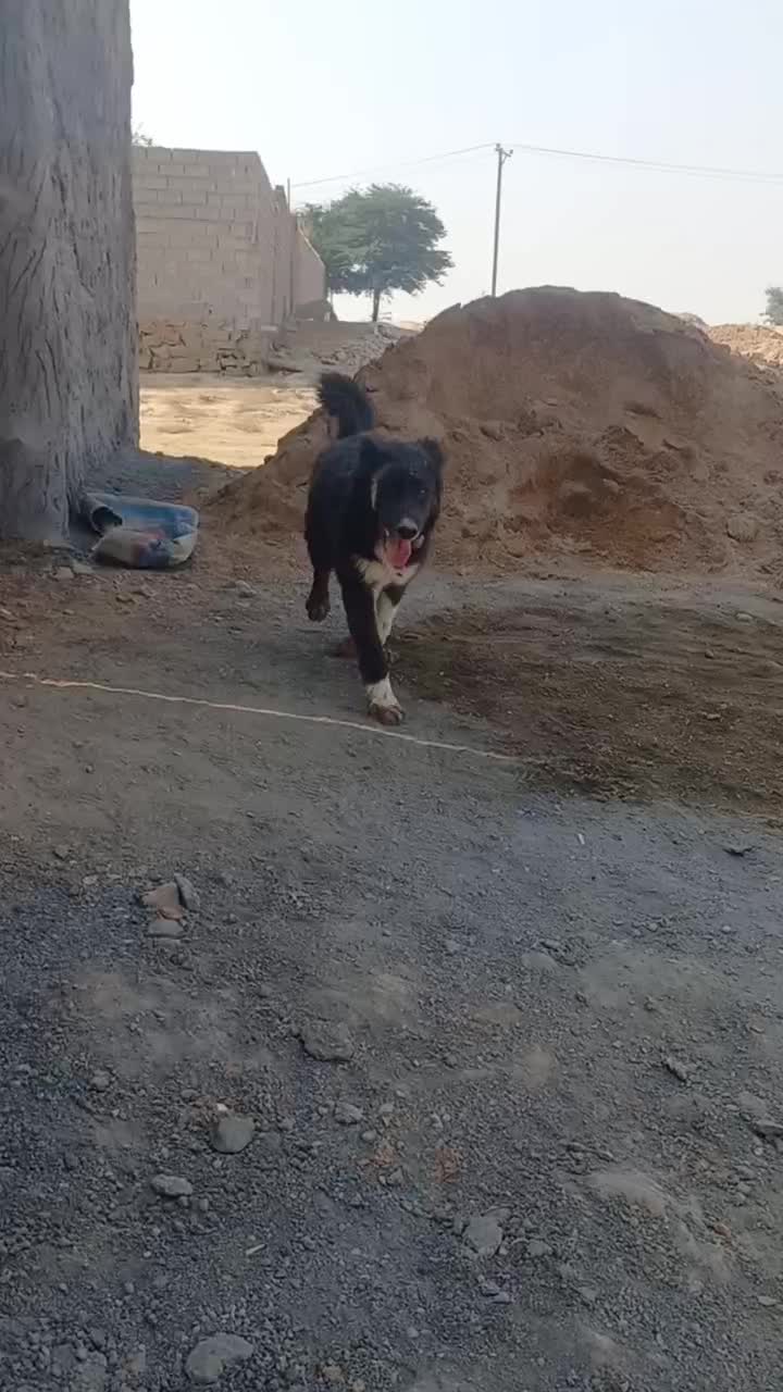 توله قدرجونی ماده|سگ|شوشتر, |دیوار