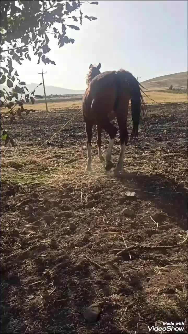 مادیان 5ساله|اسب و تجهیزات اسبسواری|کامیاران, |دیوار