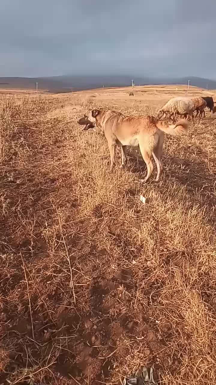 سگ کانگال|سگ|ورزقان, |دیوار