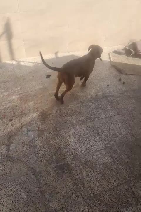 سگ پیتبول|سگ|اسلام‌شهر, شهرک توحید|دیوار