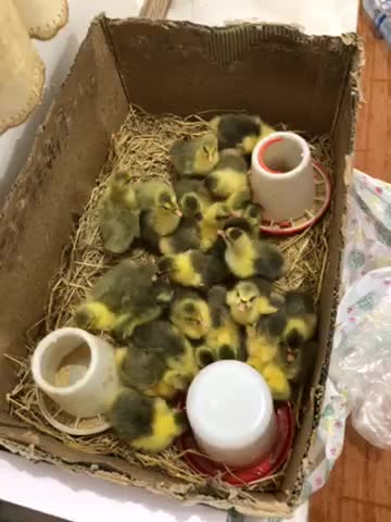 جوجه غاز محلی|حیوانات مزرعه|ساری, |دیوار