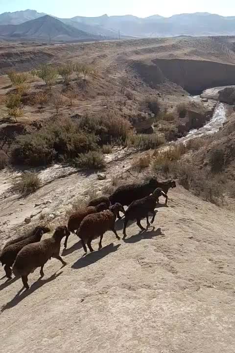 بره افشاری|حیوانات مزرعه|ماهنشان, |دیوار