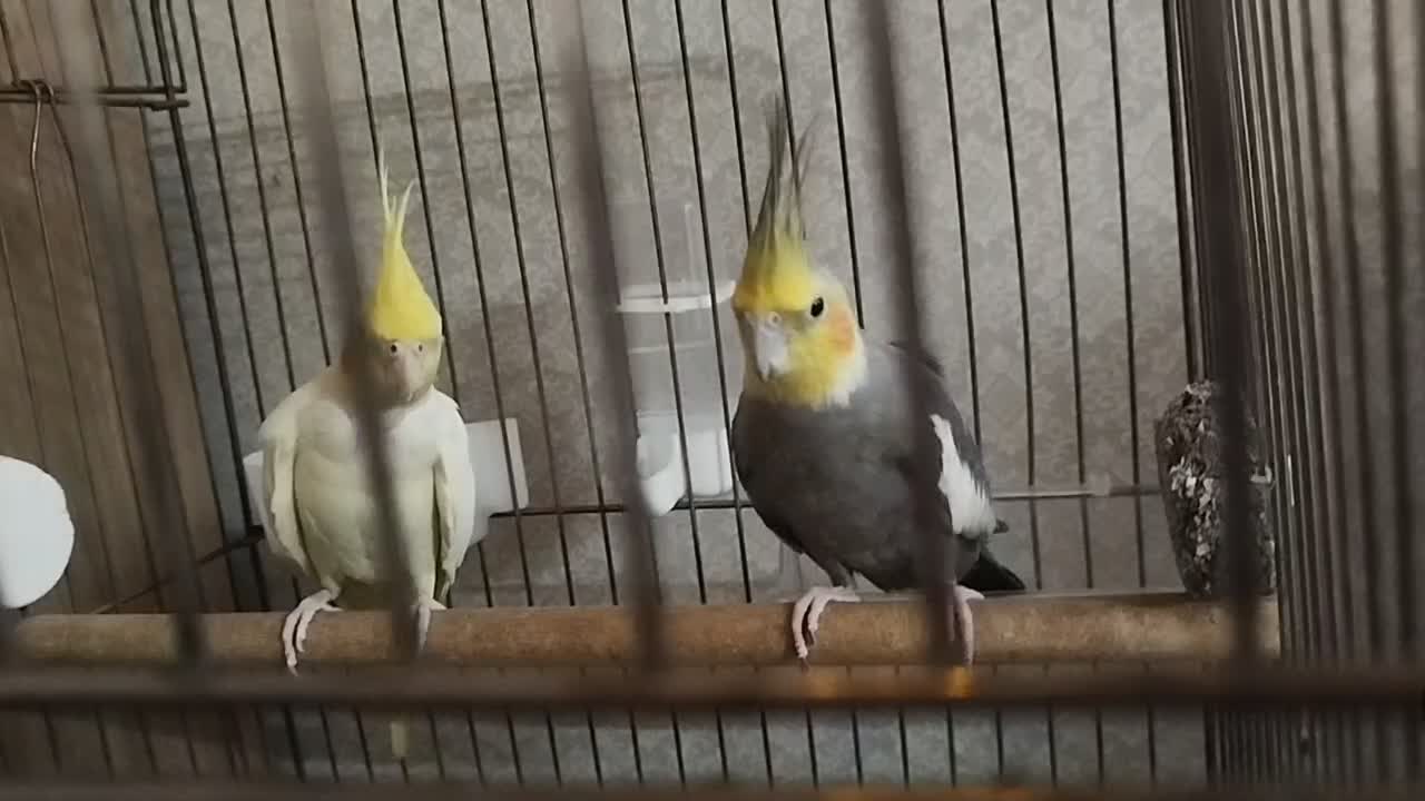 عروس هلندی نرو ماده جفت|پرنده|تهران, اوقاف|دیوار