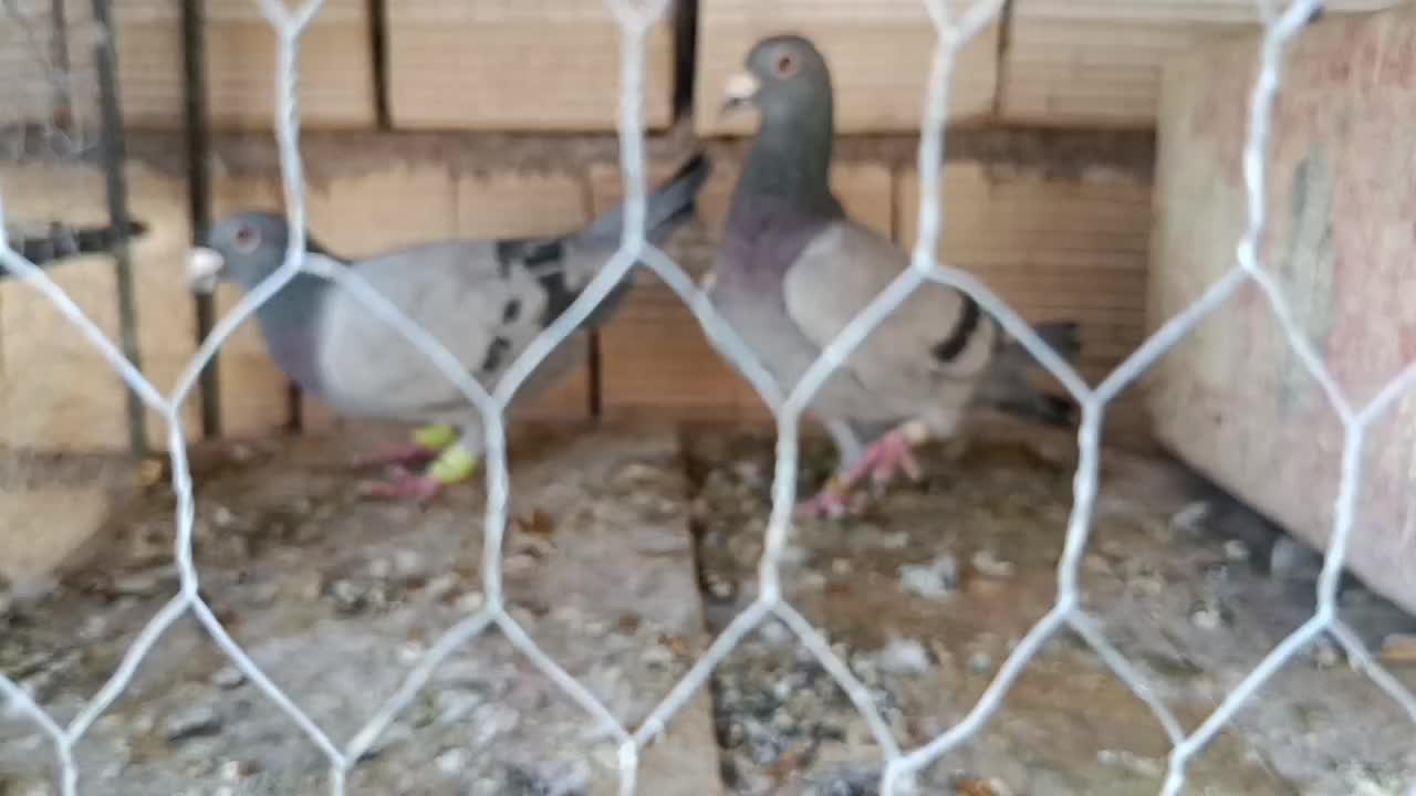 فرش طرح کفتر|فرش|فردوس (خراسان), |دیوار