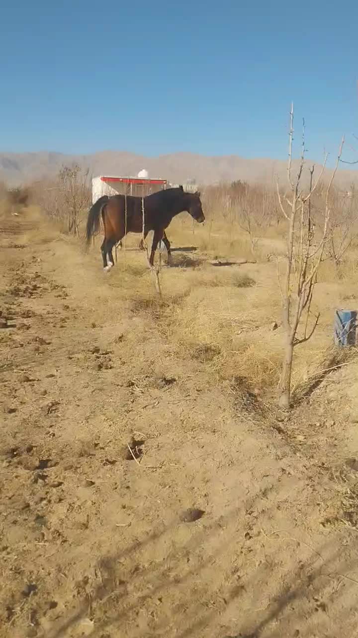 نریان ترکمن با برگه کشش|اسب و تجهیزات اسبسواری|مشهد, شهرک صنعتی توس|دیوار