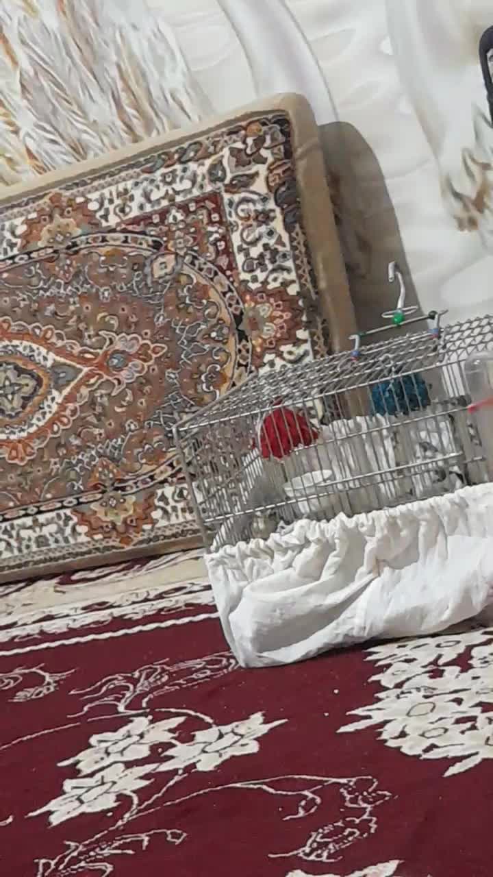 سهره قناری سهره خاکی|پرنده|ساوه, |دیوار