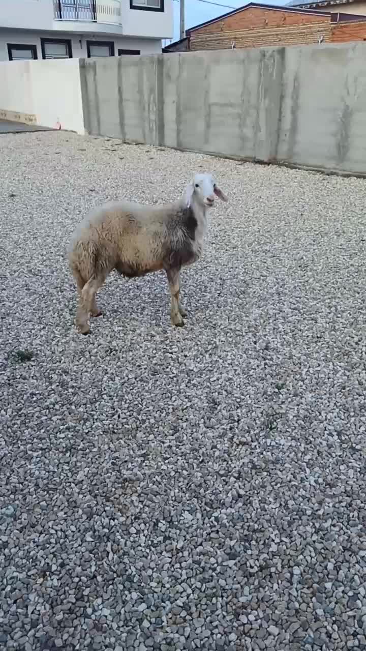 بره قوچ و بره ماده هر دو مال جنس|حیوانات مزرعه|گرگان, |دیوار