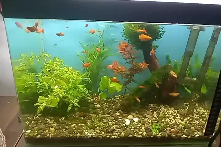 آکواریوم پلنت|ماهی|سنندج, |دیوار