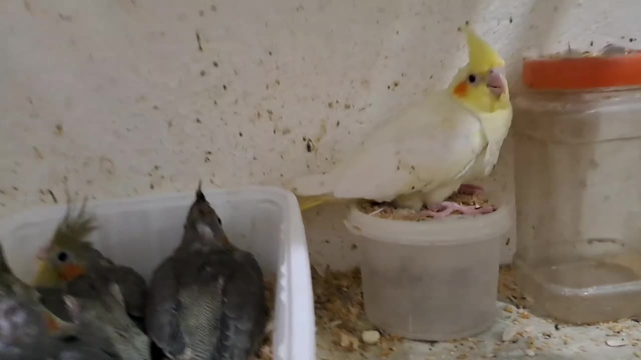 جوجه عروس سرلاکی نرم خور|پرنده|رشت, فلسطین|دیوار