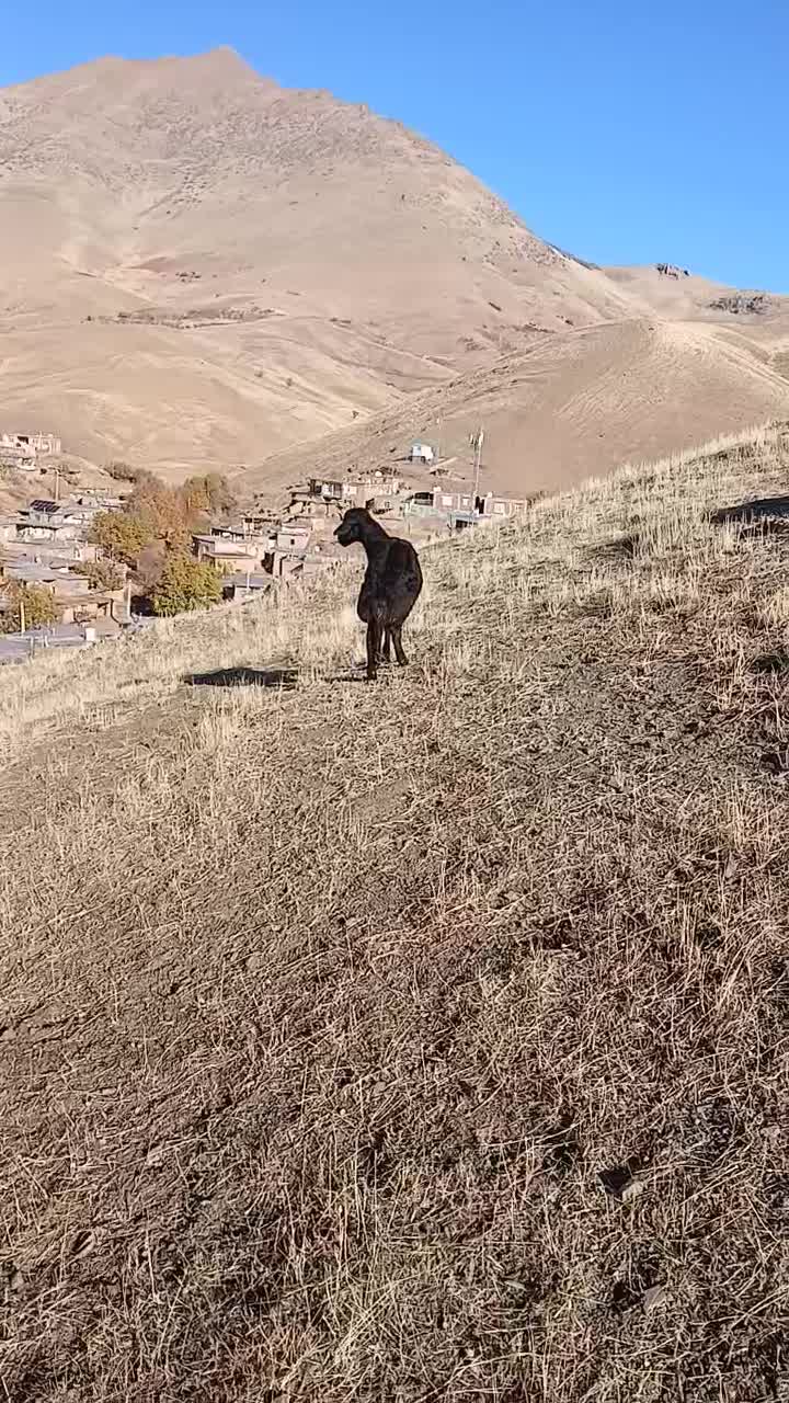 بره|حیوانات مزرعه|مریوان, |دیوار