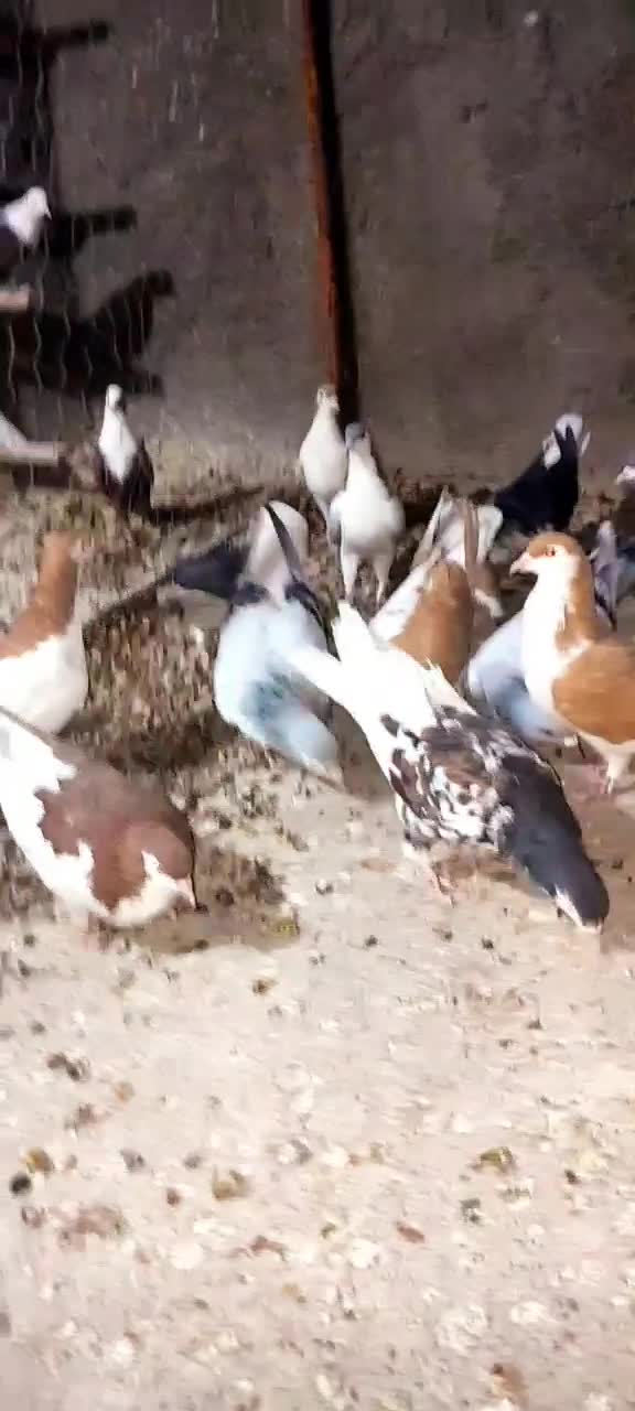 ساده|پرنده|کاشمر, |دیوار