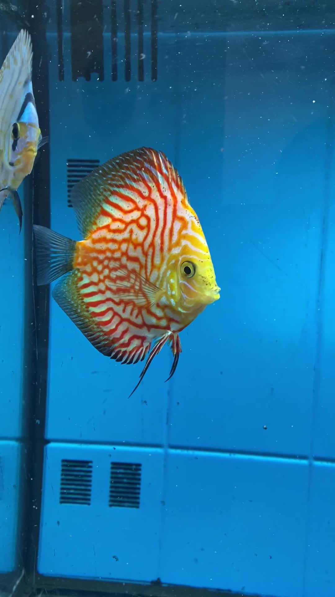 ماهی دیسکس|ماهی|تهران, اکباتان|دیوار