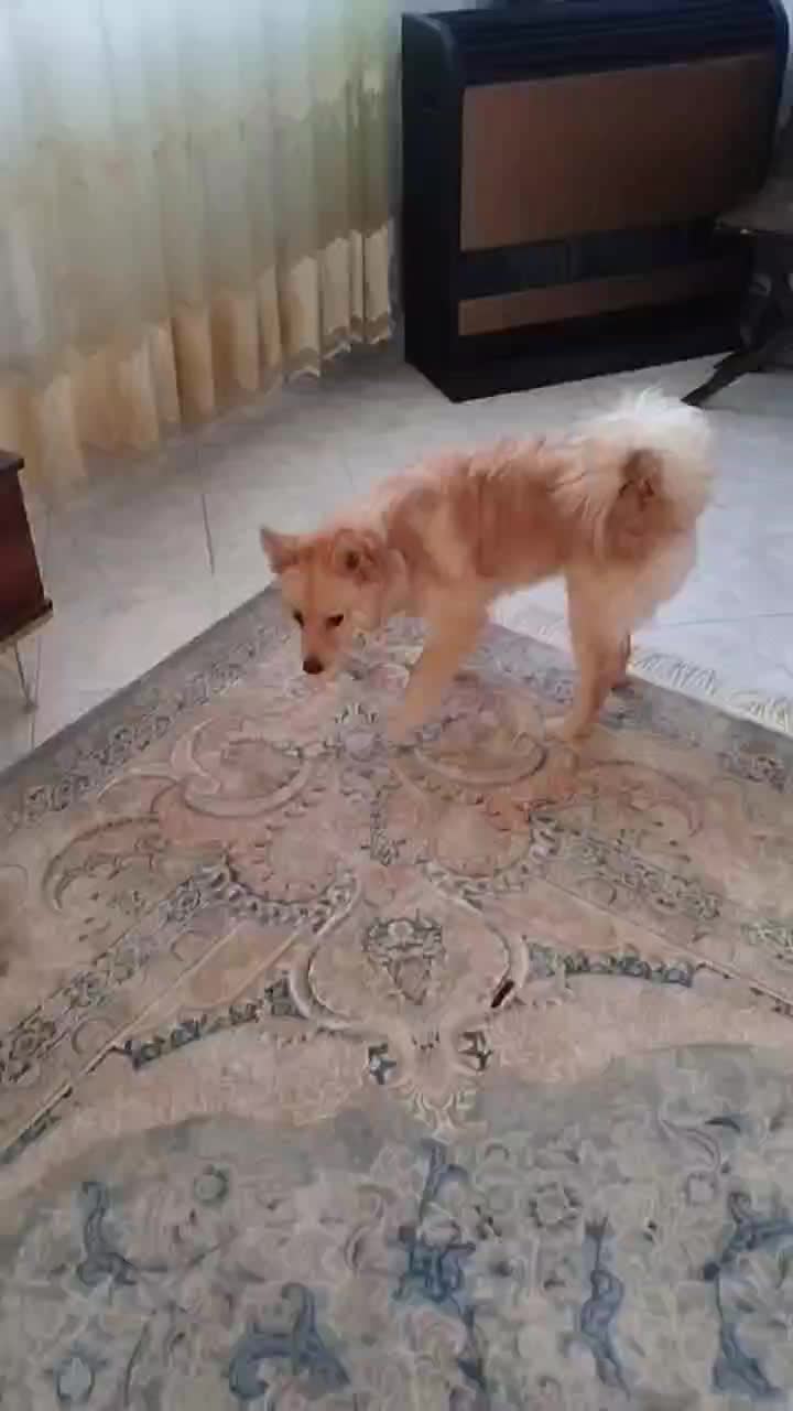 واگذاری سگ|سگ|فردیس, شهرک وحدت|دیوار