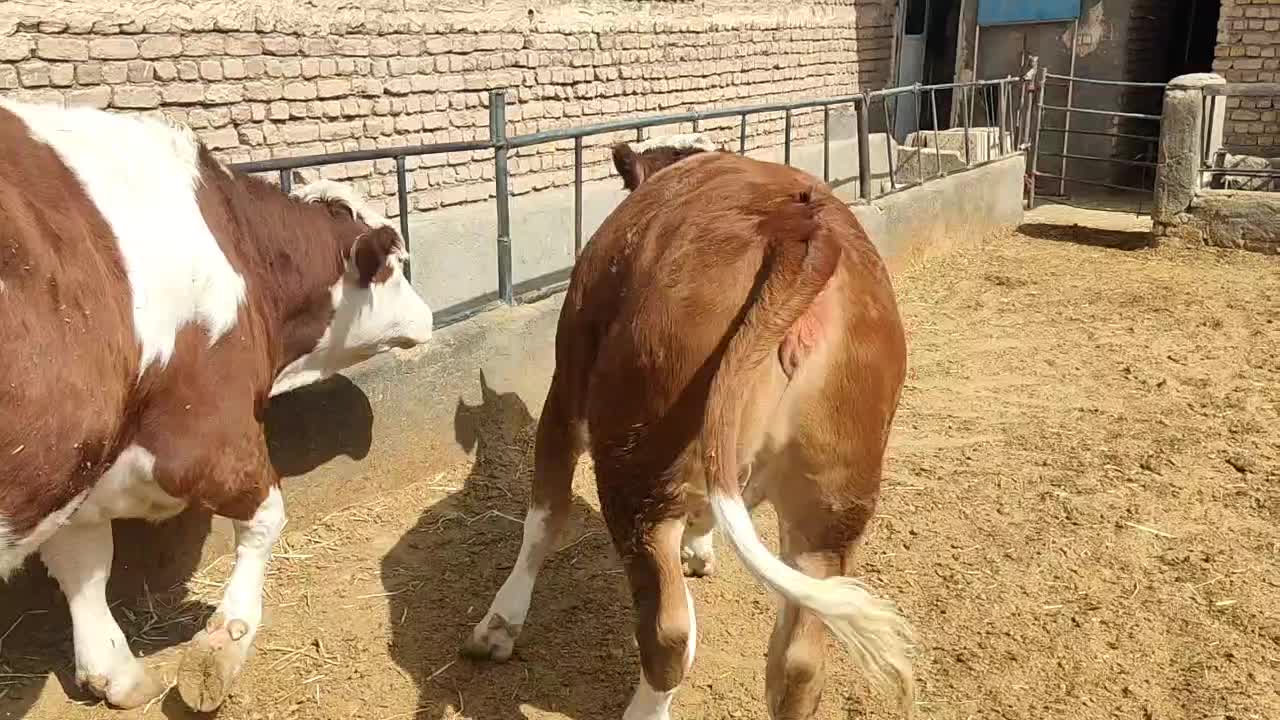 گوساله سیمینتال ماده|حیوانات مزرعه|جعفرآباد, |دیوار