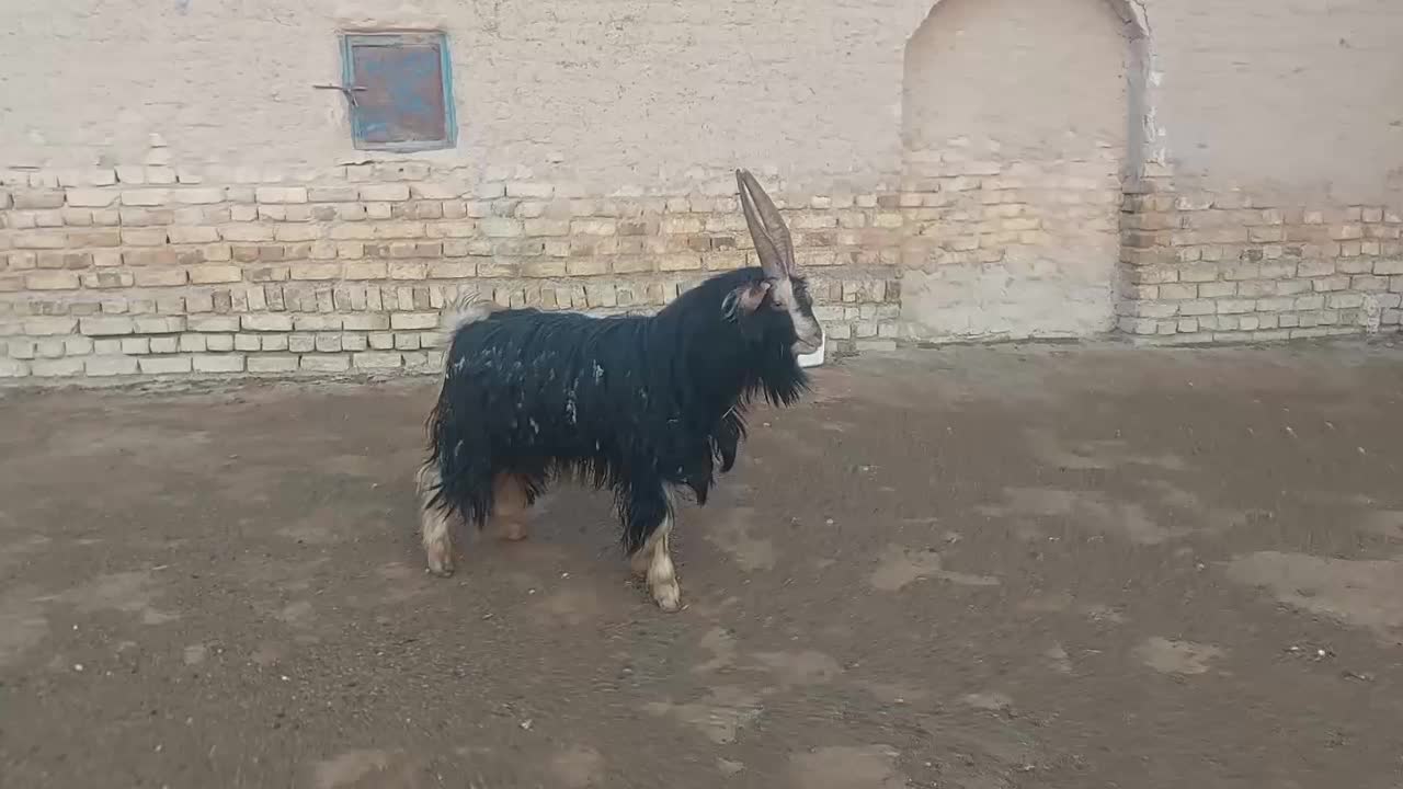 بزغاله دوبری|حیوانات مزرعه|کمیجان, |دیوار