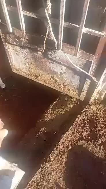 بره درجه یک چه برای داشتن یاسربری|حیوانات مزرعه|سمیرم, |دیوار