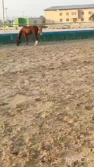 اسب|حیوانات مزرعه|ریگ, |دیوار