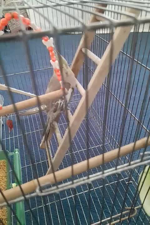 عروس هلندی|پرنده|مریوان, |دیوار