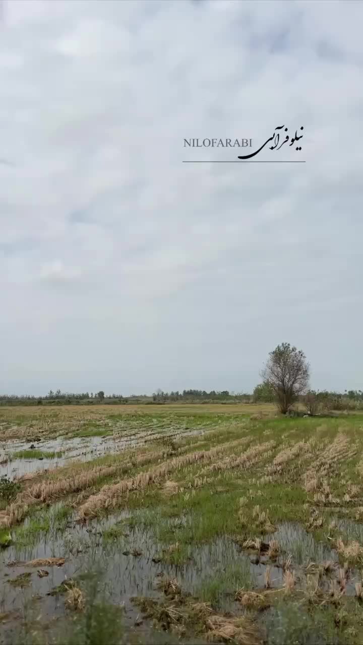 فروش زمین برنج کاری با2تن عملکرد/برجاده اصلی|فروش زمین و ملک کلنگی|رودبنه, |دیوار