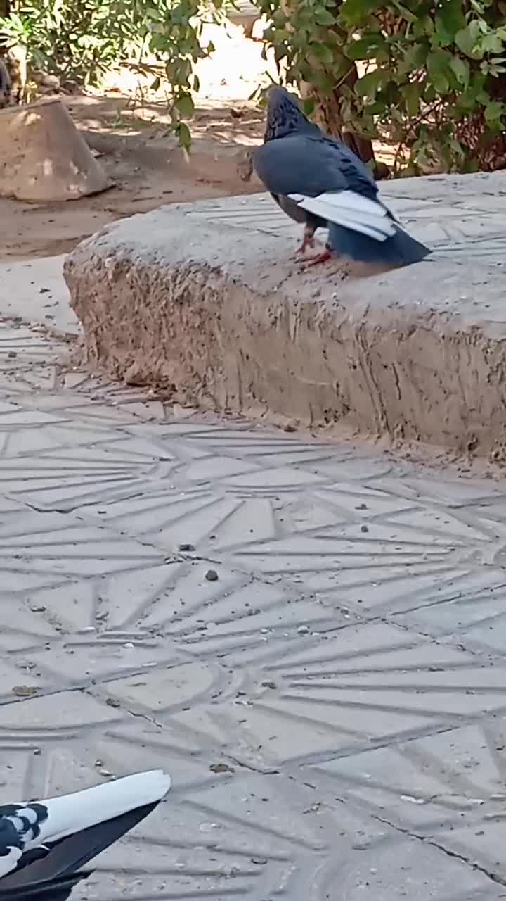 نر سیاه پلنگ کفتر سوراخ|پرنده|کرمان, |دیوار