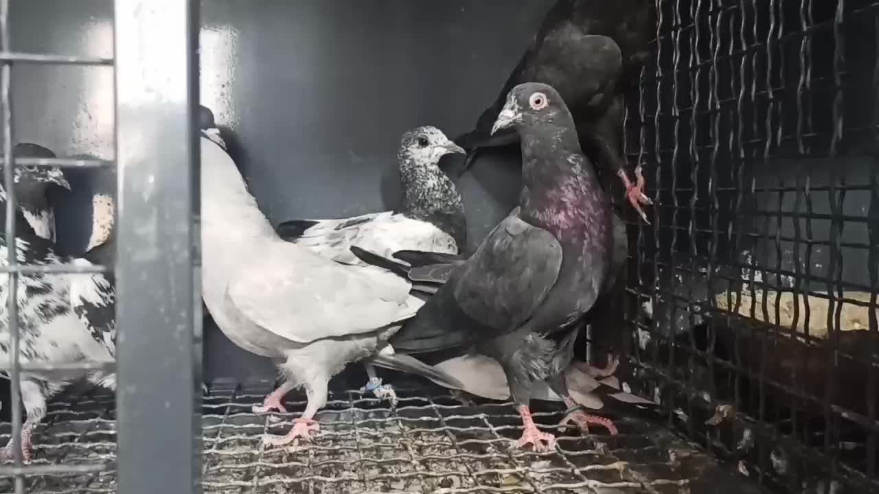 کبوترپاکستانی|پرنده|بندرعباس, |دیوار