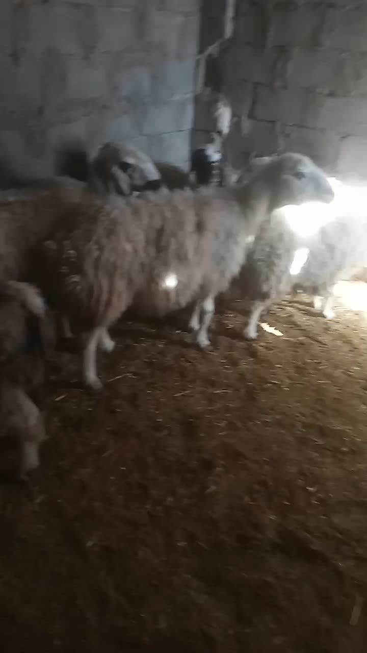 ۹ عدد میش درشت ابستن|حیوانات مزرعه|یزد, |دیوار