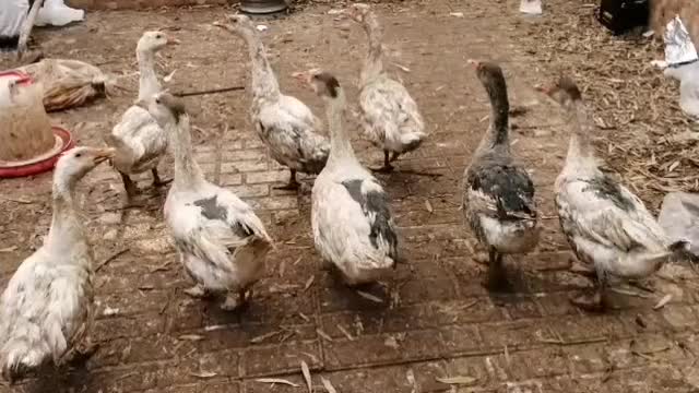 ۸ عدد غاز|حیوانات مزرعه|قیامدشت - خاورشهر, |دیوار