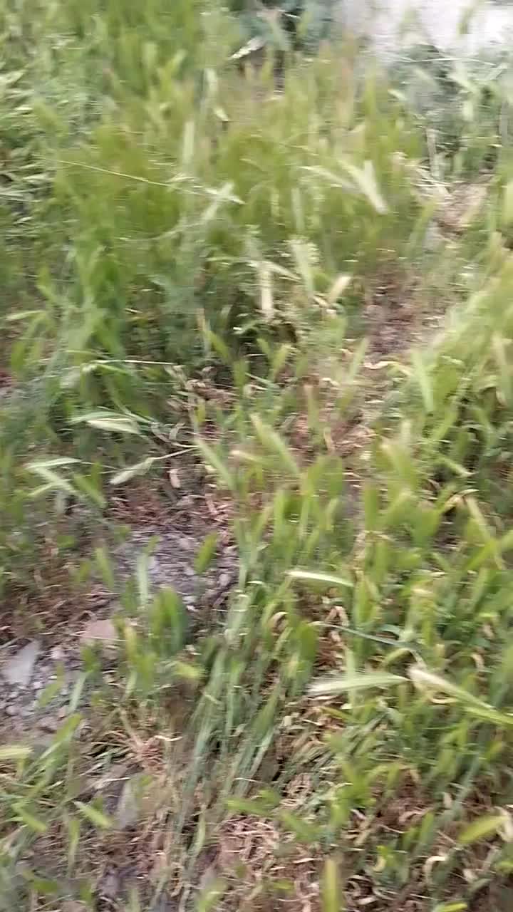 باغ ۴۰۰متر رامجین|فروش دفتر صنعتی، کشاورزی، تجاری|رامجین, |دیوار