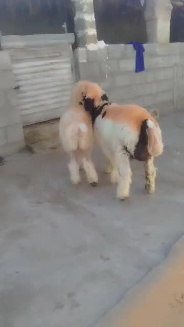 بره نر معاوضه با جو|حیوانات مزرعه|بهمن صغاد, |دیوار