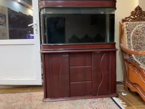 آکواریوم|ماهی|کرمان, |دیوار