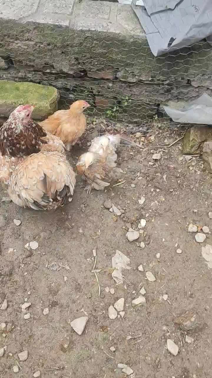 کوشین(جوجه کوشین مرغ و خروس مینیاتوری ست جاپنیز)|حیوانات مزرعه|گرگان, |دیوار