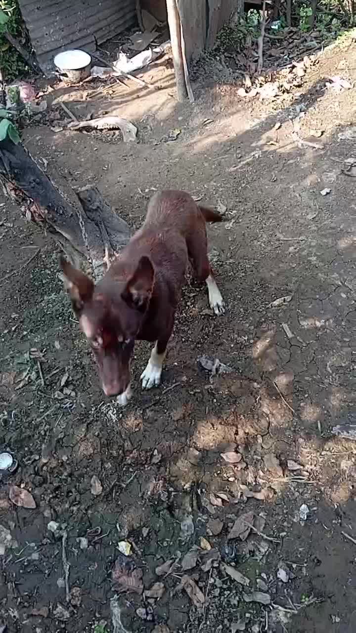 فروشی|سگ|رحیمآباد, |دیوار