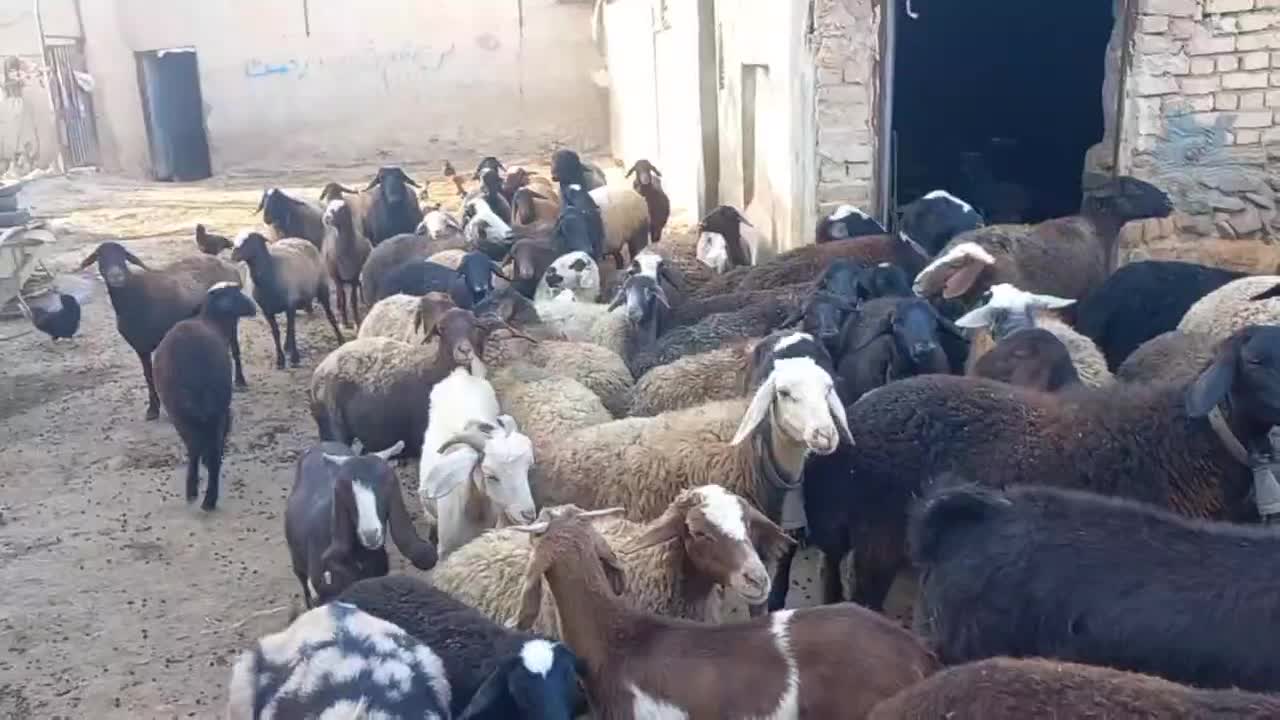 میش آبستن|حیوانات مزرعه|خنجین, |دیوار