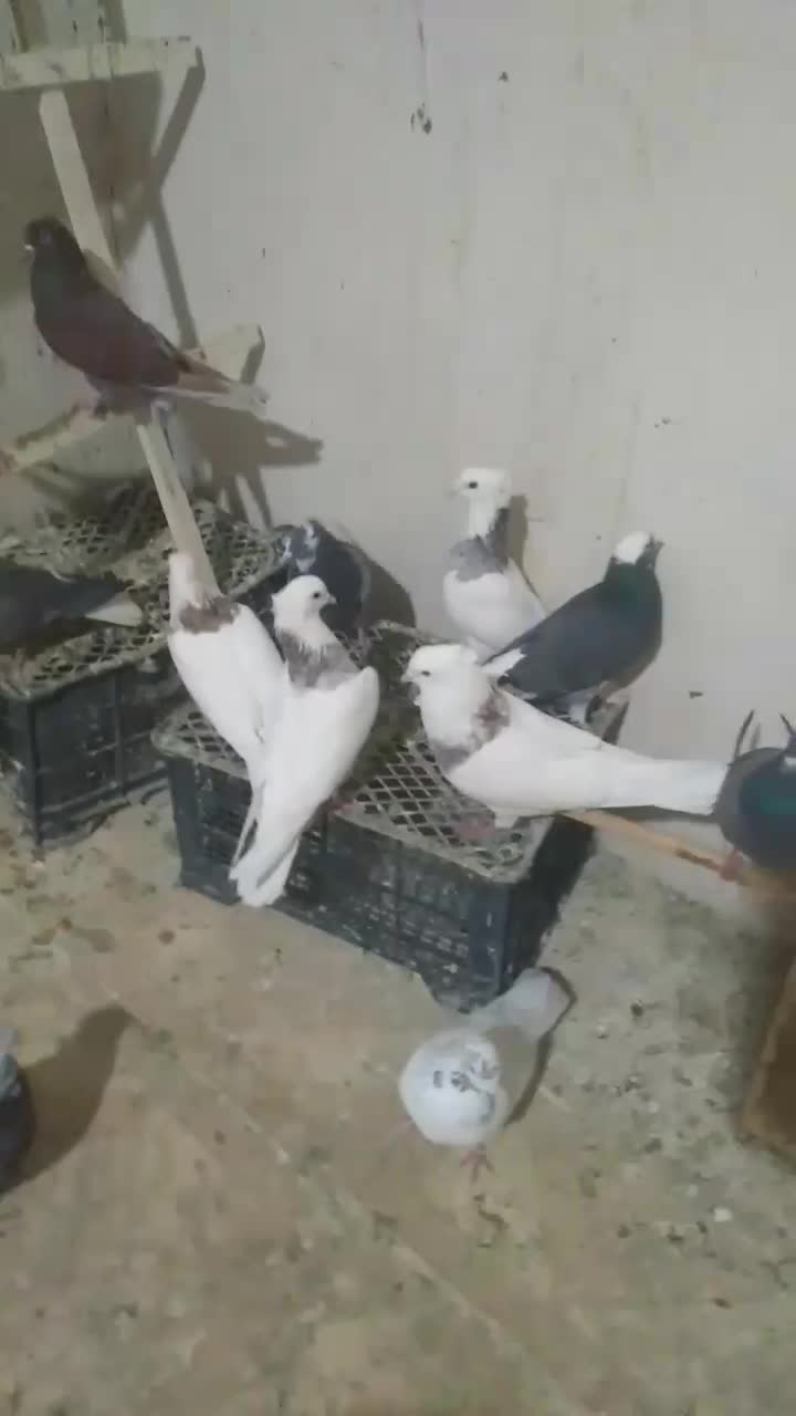 ۳۵عدد کفتر خوب غریب|پرنده|کوهدشت, |دیوار