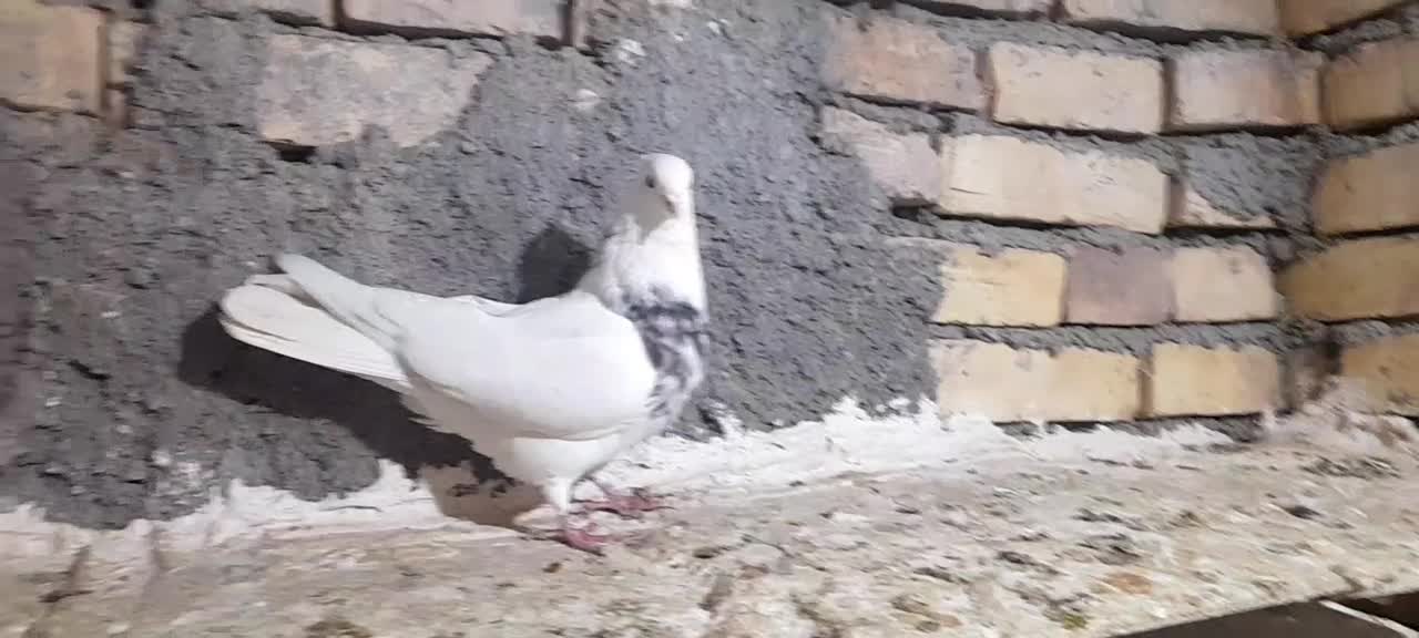 کبوتر طوقی نر|پرنده|بیجار, |دیوار