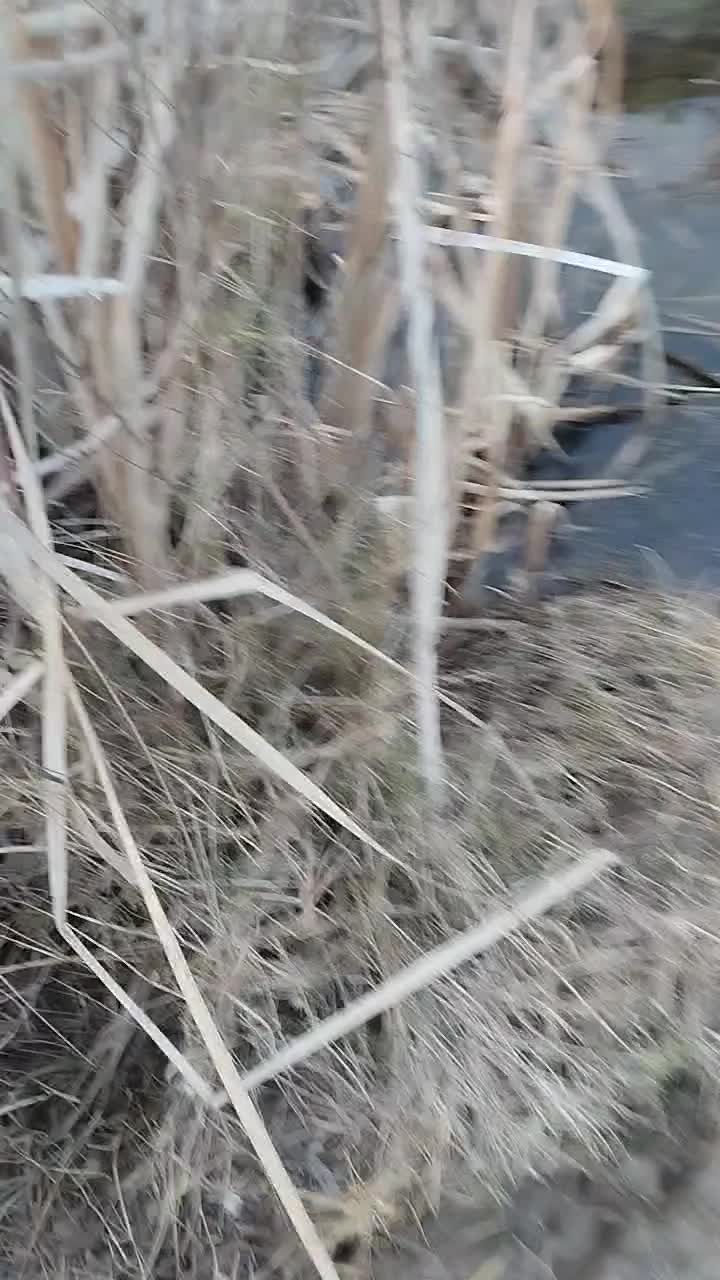 واگذاری سگ شکاری موسیمی|سگ|لاهیجان, امیرشهید|دیوار