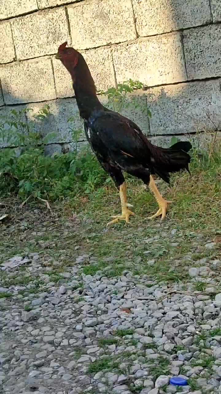 خروس لاری سن یکو نیم سال همه جوره سالم|حیوانات مزرعه|نوشهر, |دیوار