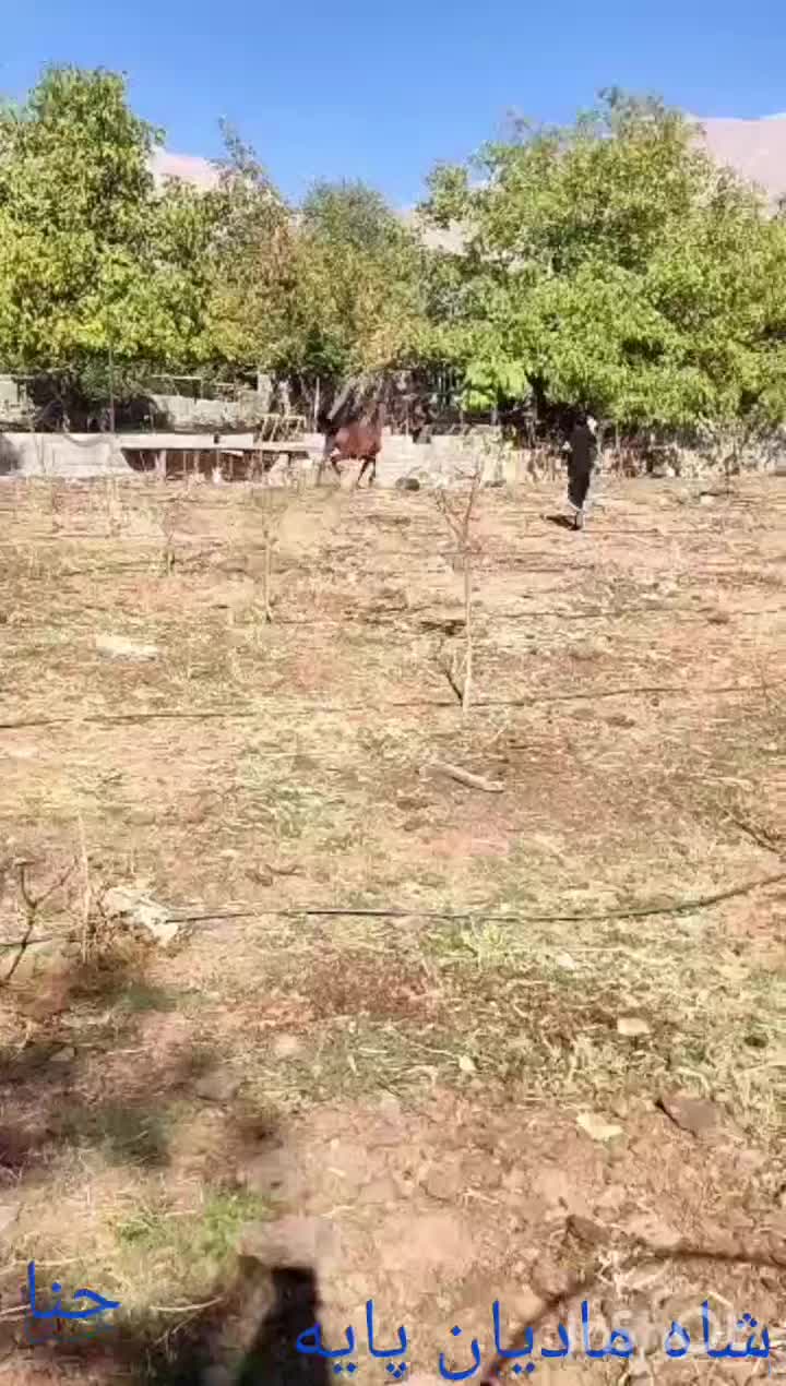 اسب مادیون پر خون|اسب و تجهیزات اسبسواری|سیسخت, |دیوار