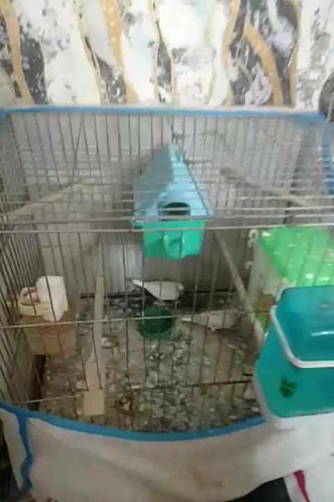 فروشی|پرنده|تهران, استاد معین|دیوار