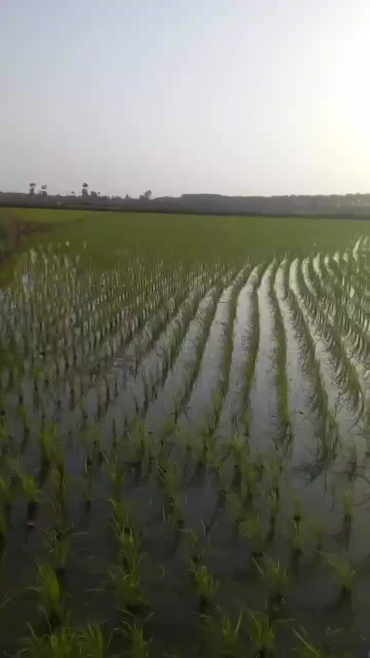 زمین شالی کشاورزی برنج|فروش زمین و ملک کلنگی|کیاشهر, |دیوار