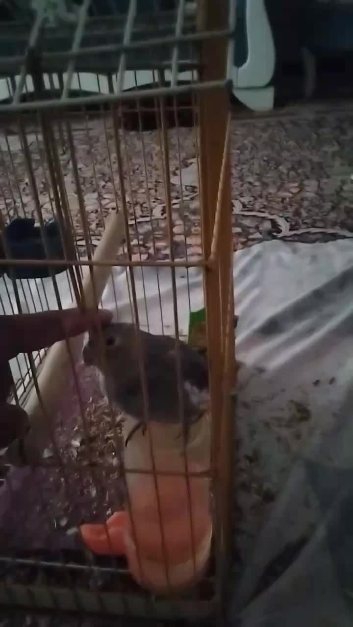 عروس هلندی|پرنده|محمدشهر, شهرک چمران|دیوار